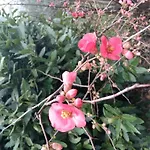 A Casa Di Rosy Rapolano Terme